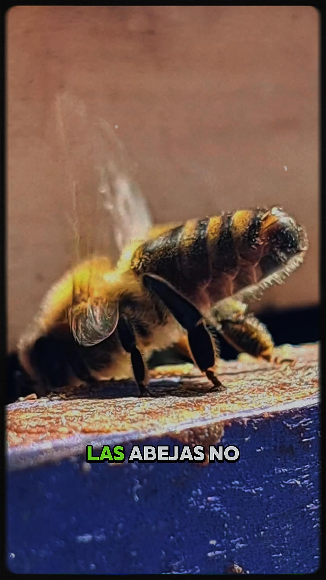 ¿Sabías que las Abejas NO Respiran? El Sorprendente Sistema que las ...