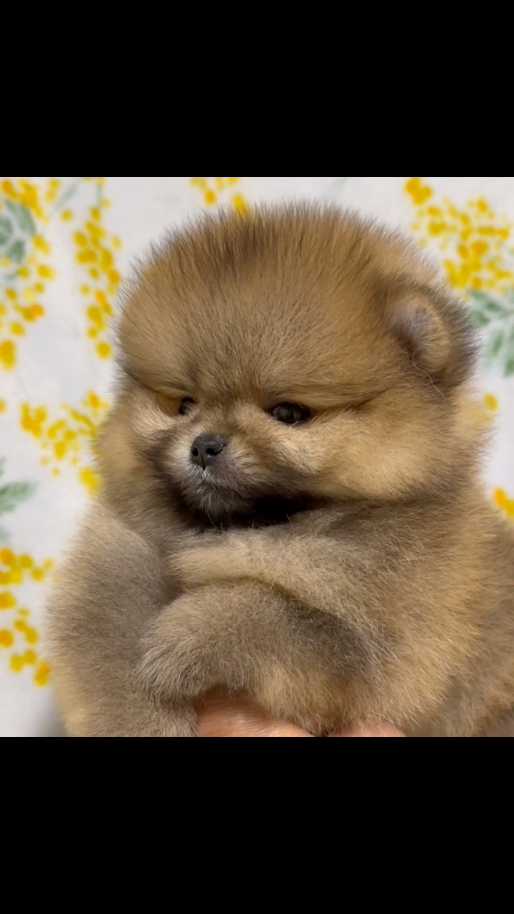 AC Dynasty Pomeranians (@AcDynastyPomeranians) • Facebook