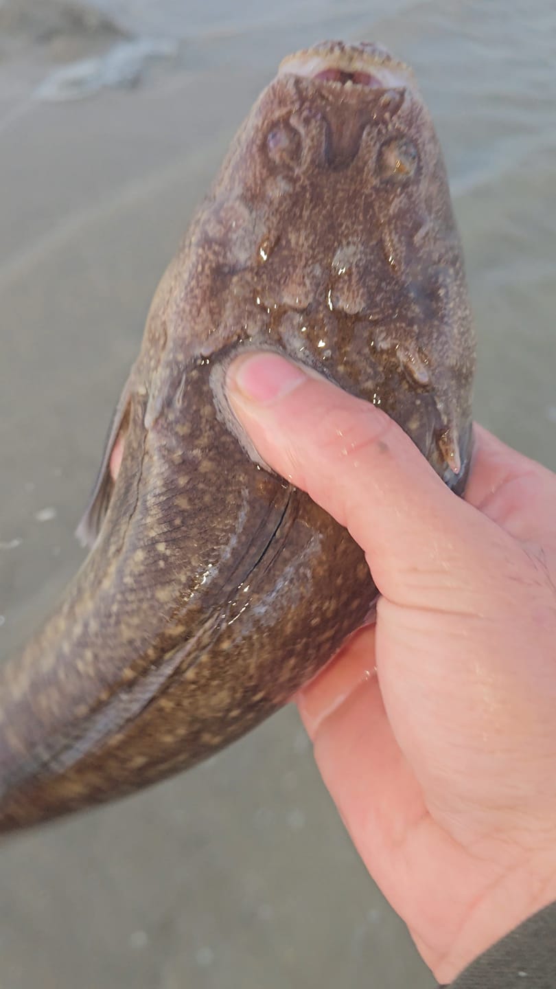 Beautiful Bagbagh Fish | Ismail jlaida. | Facebook