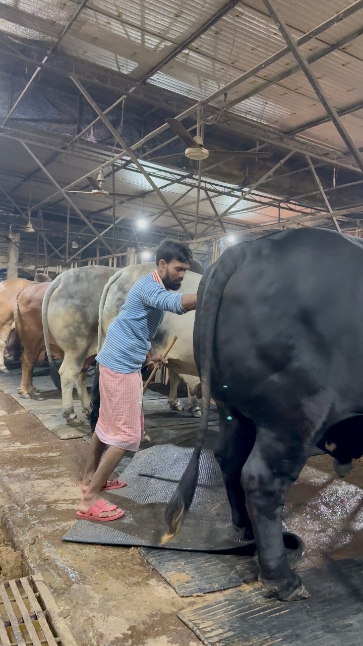 The weight of the bull is preparing the carpet mat for sleeping at ...