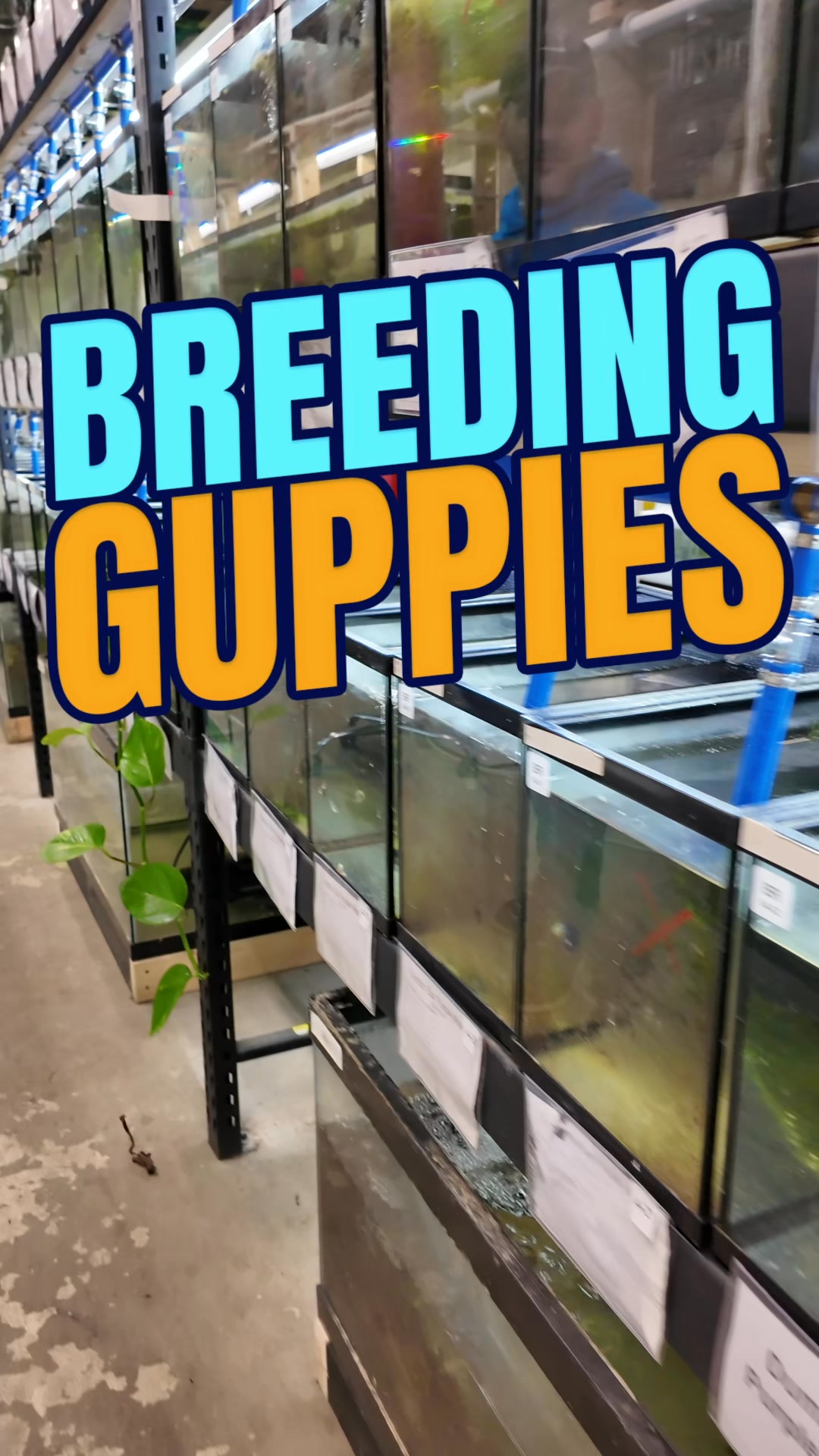 Our assorted guppies are incredibly popular, with people ordering