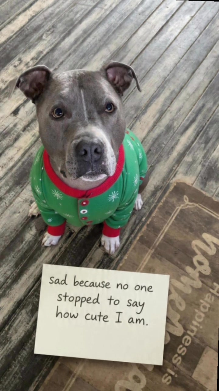 Sad because no one stopped to say how cute I am #fypシ #rescueanimals # ...