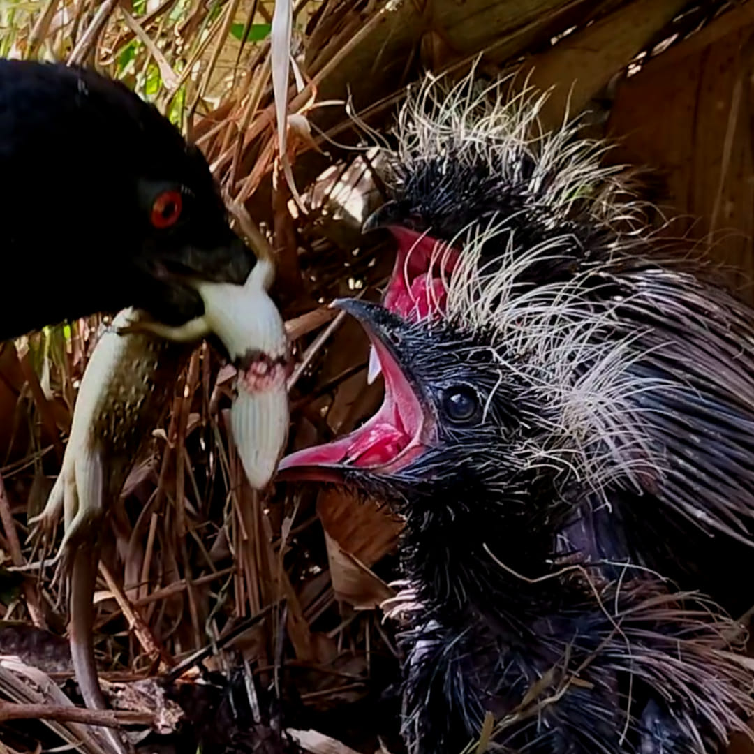 Eat lizard #birds #bubutbird #nationalgeopark #wildbird #wildlife # ...