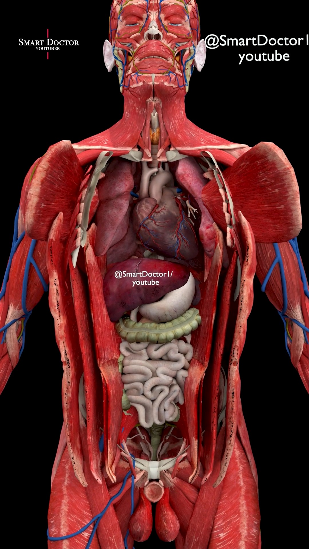 Inside the Human Body — A Mind-Blowing 3D Reveal 🔥 . . Step inside the ...