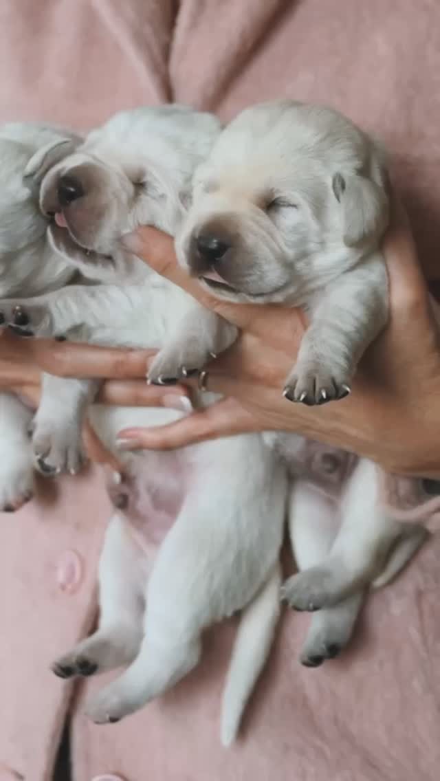 . These little ones💗 Eyes are opening and they have started to become ...