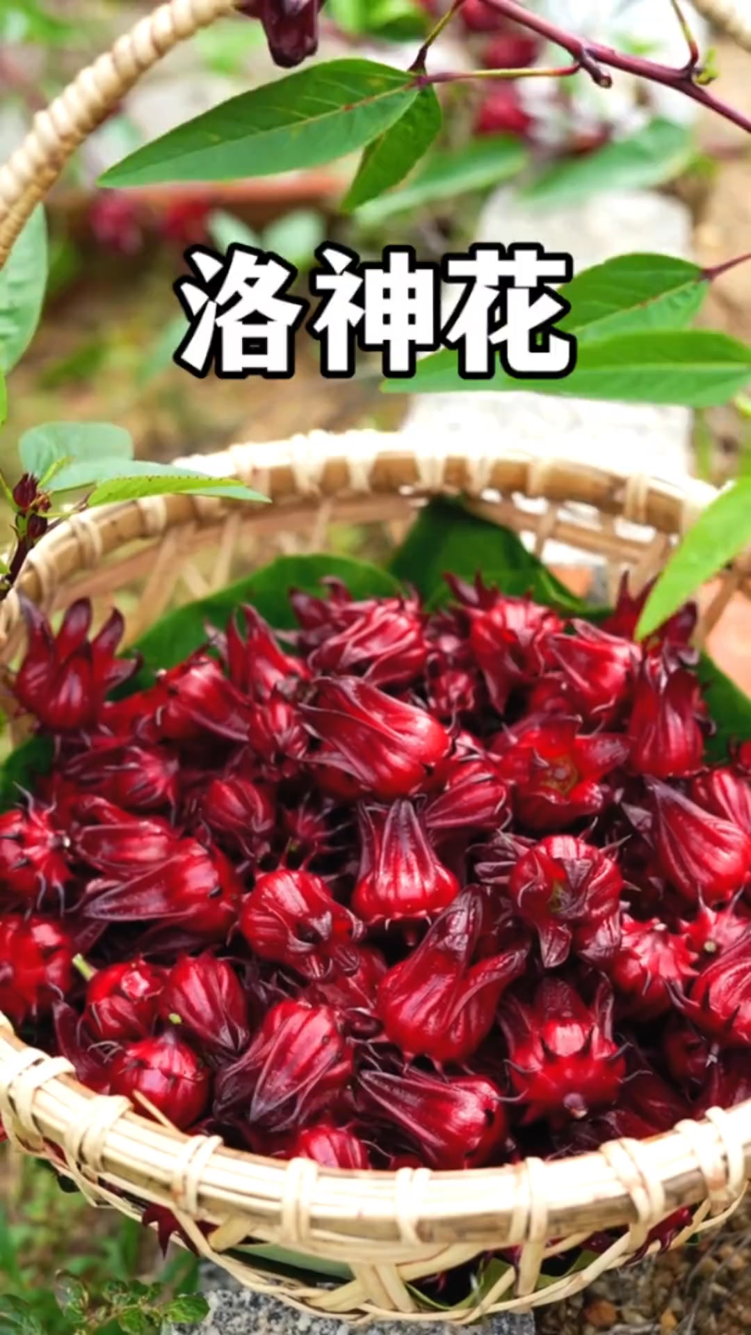 洛神花也叫玫瑰茄、红桃K，富含丰富花青素，被誉为“植物红宝石”。#植物科普 #玫瑰茄#红桃k #洛神花 | 冷暖自知-家常菜 | Facebook
