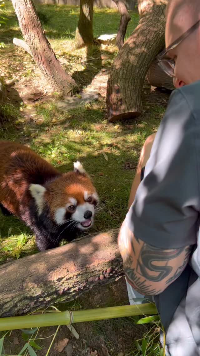 We got to meet and photograph the red pandas at the Cincinnati Zoo, and ...