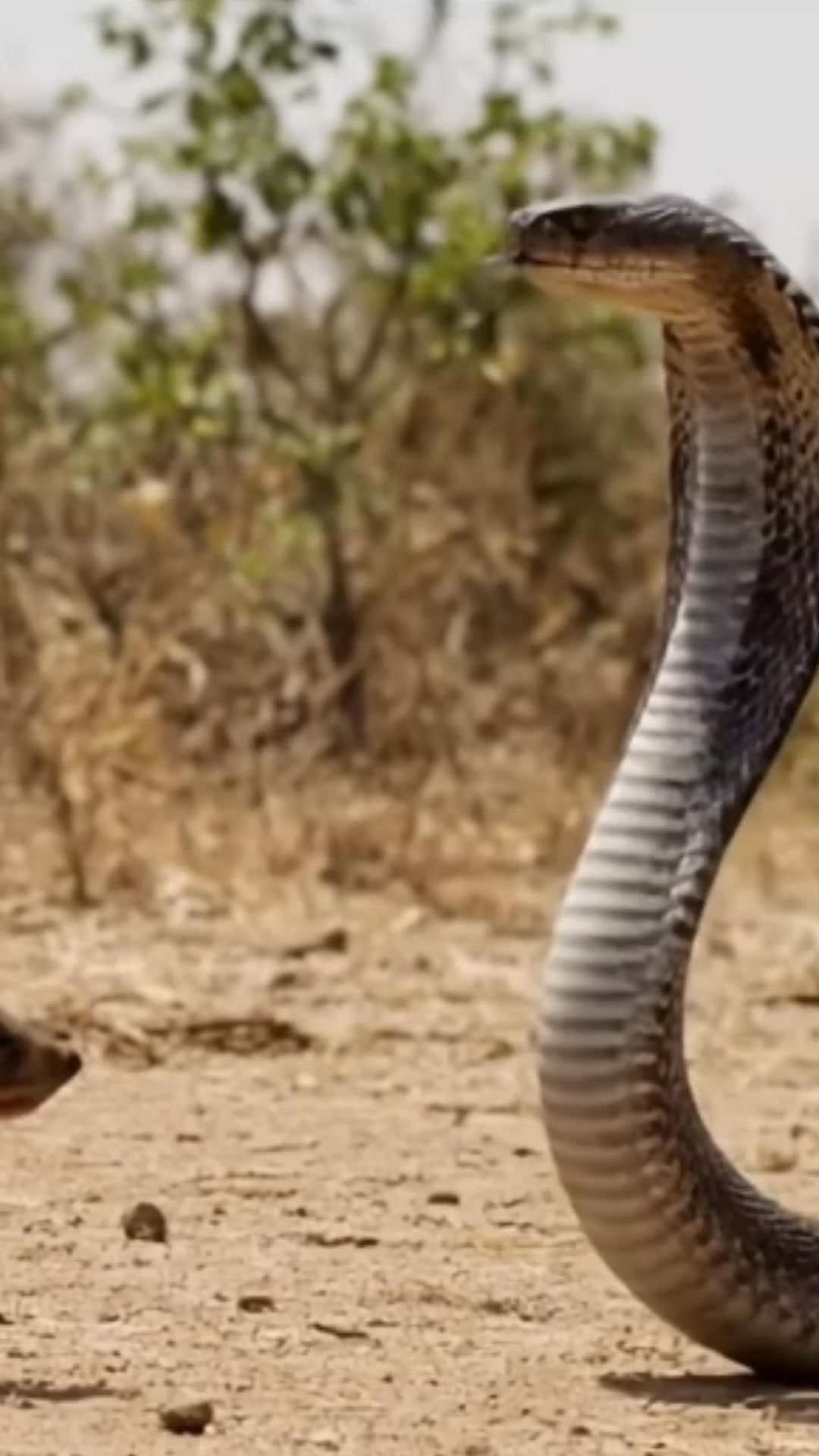 A Mongoose's Defense Against A Cobra Snake | Ngin Peth | Facebook