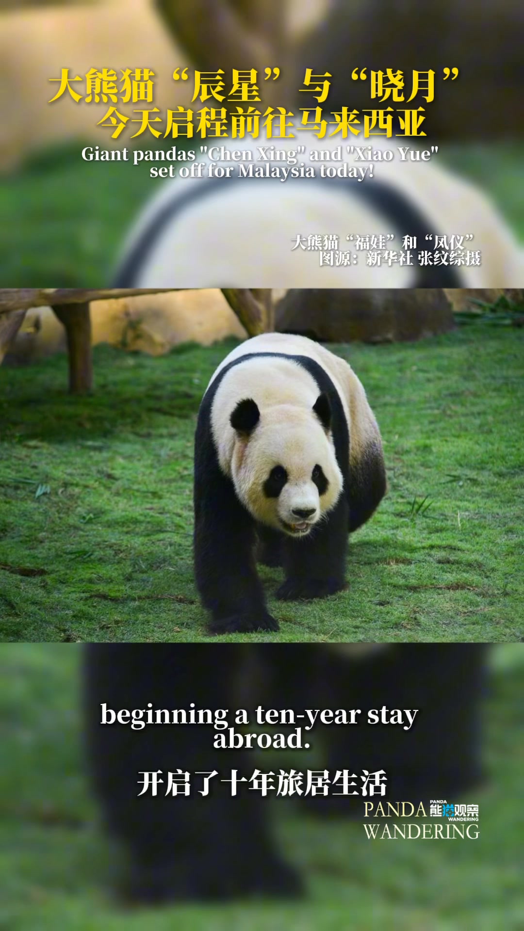 On November 18, a pair of giant pandas, 