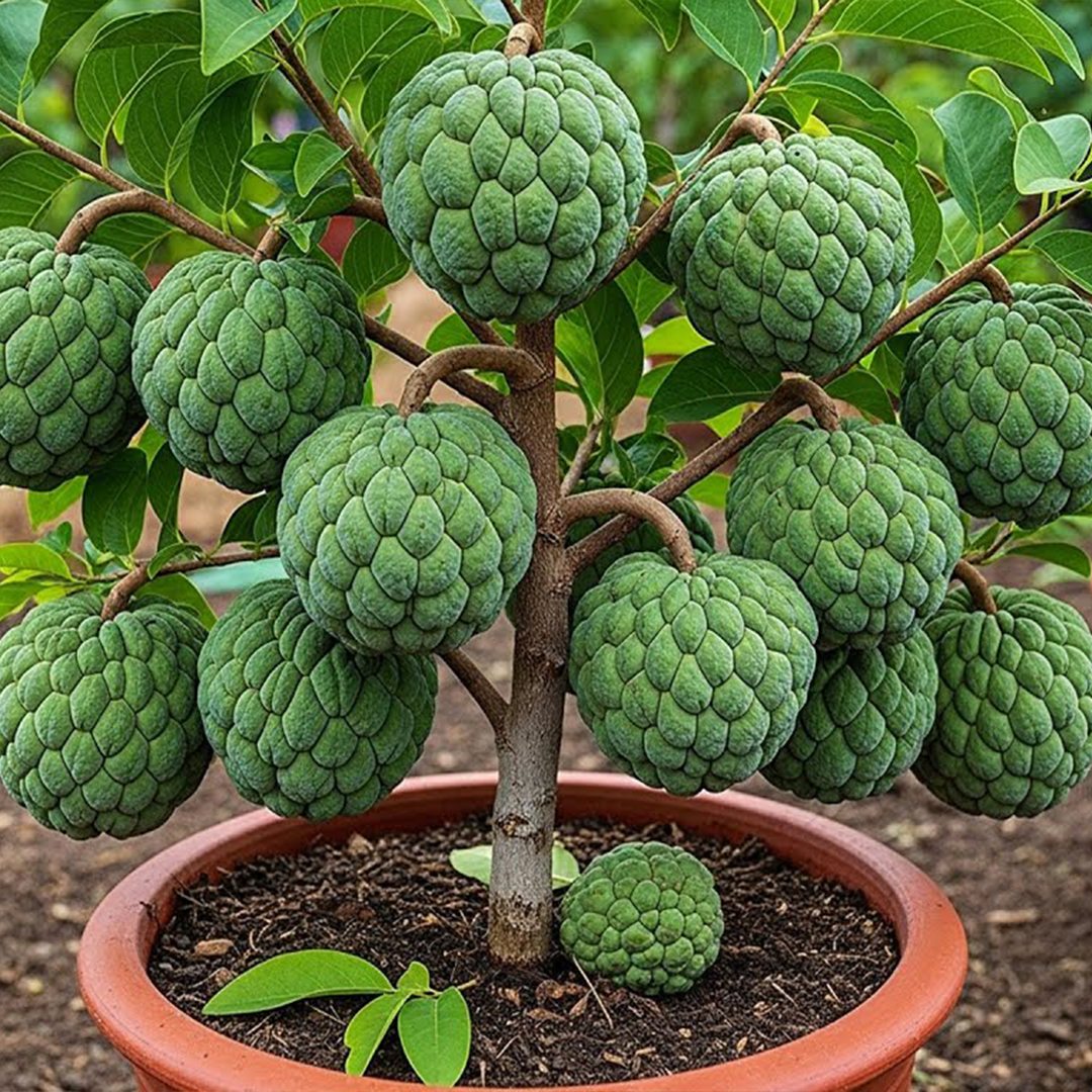 🌿How to grow sweetsop tree from cutting to produce surprising yields ...