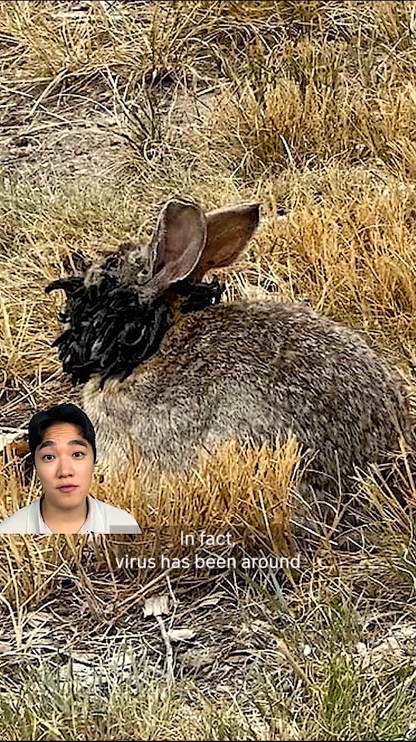 Photos of wild rabbits in Colorado with horn-like growths are going ...