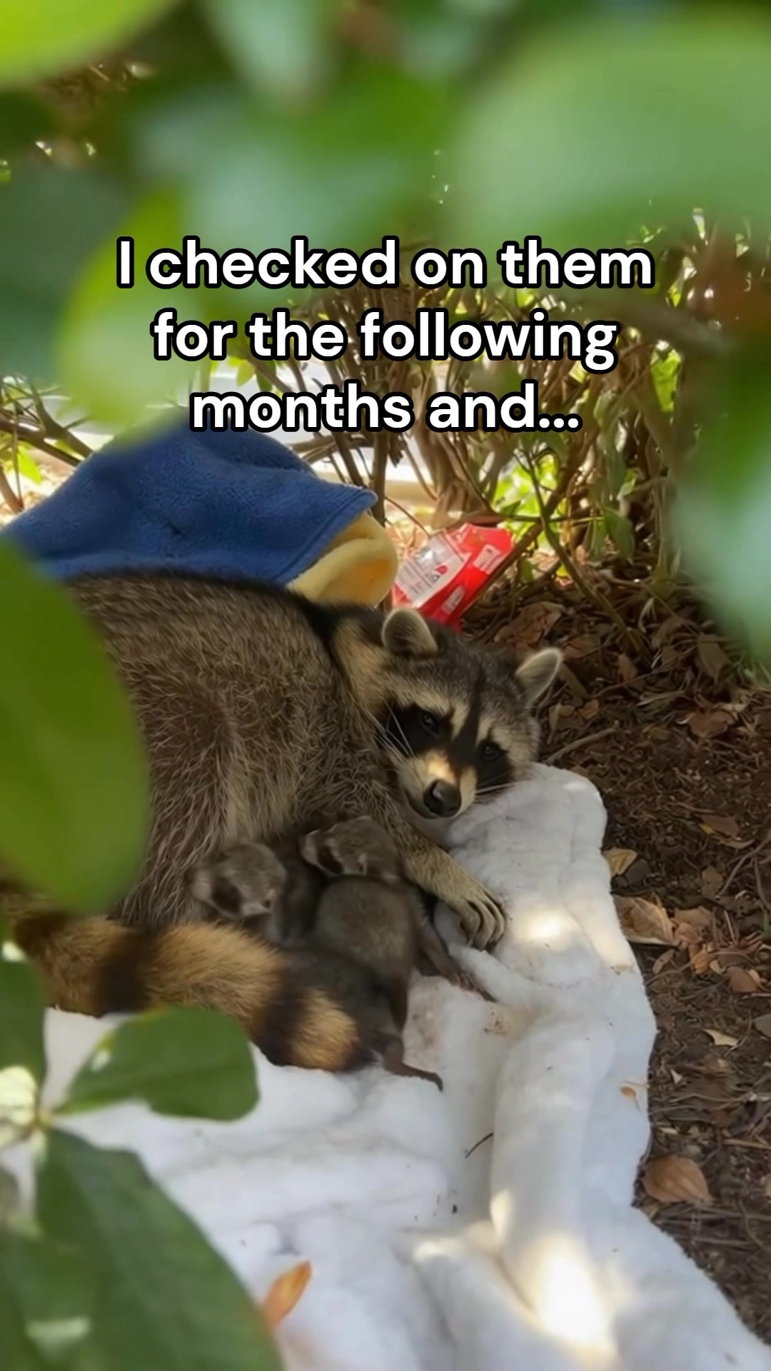 Woman help this raccoon out the store ️ #wholesome #animals | StoryTime ...