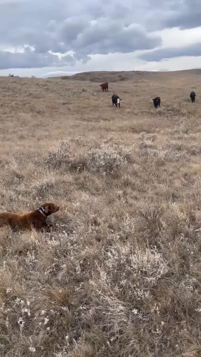 It was a beautiful day to move cows on our GR unit | Padlock Ranch Company