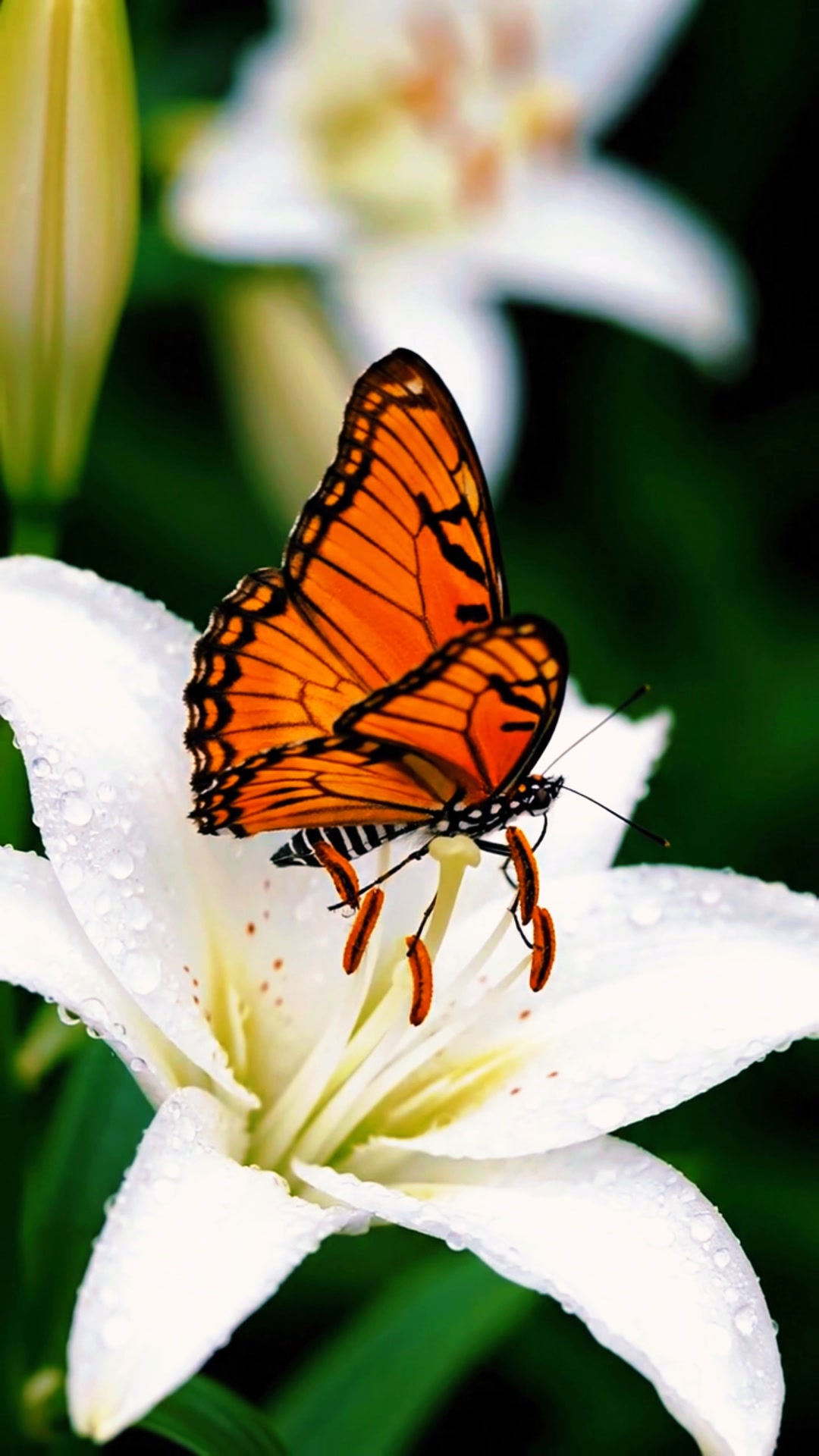 How Beautiful | Butterflies Lovers | Facebook