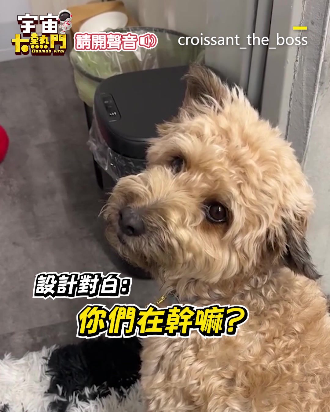 瑞編：狗狗是垃圾桶股長 聲控垃圾桶「只認狗叫」！奴才狂學狗猛叫無反應網笑翻 影片授權：Threads/croissant_the_boss ...