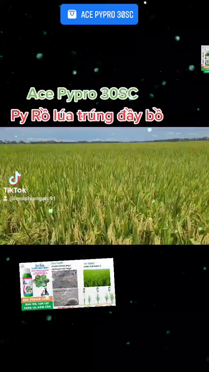 Ace pypro 30SC