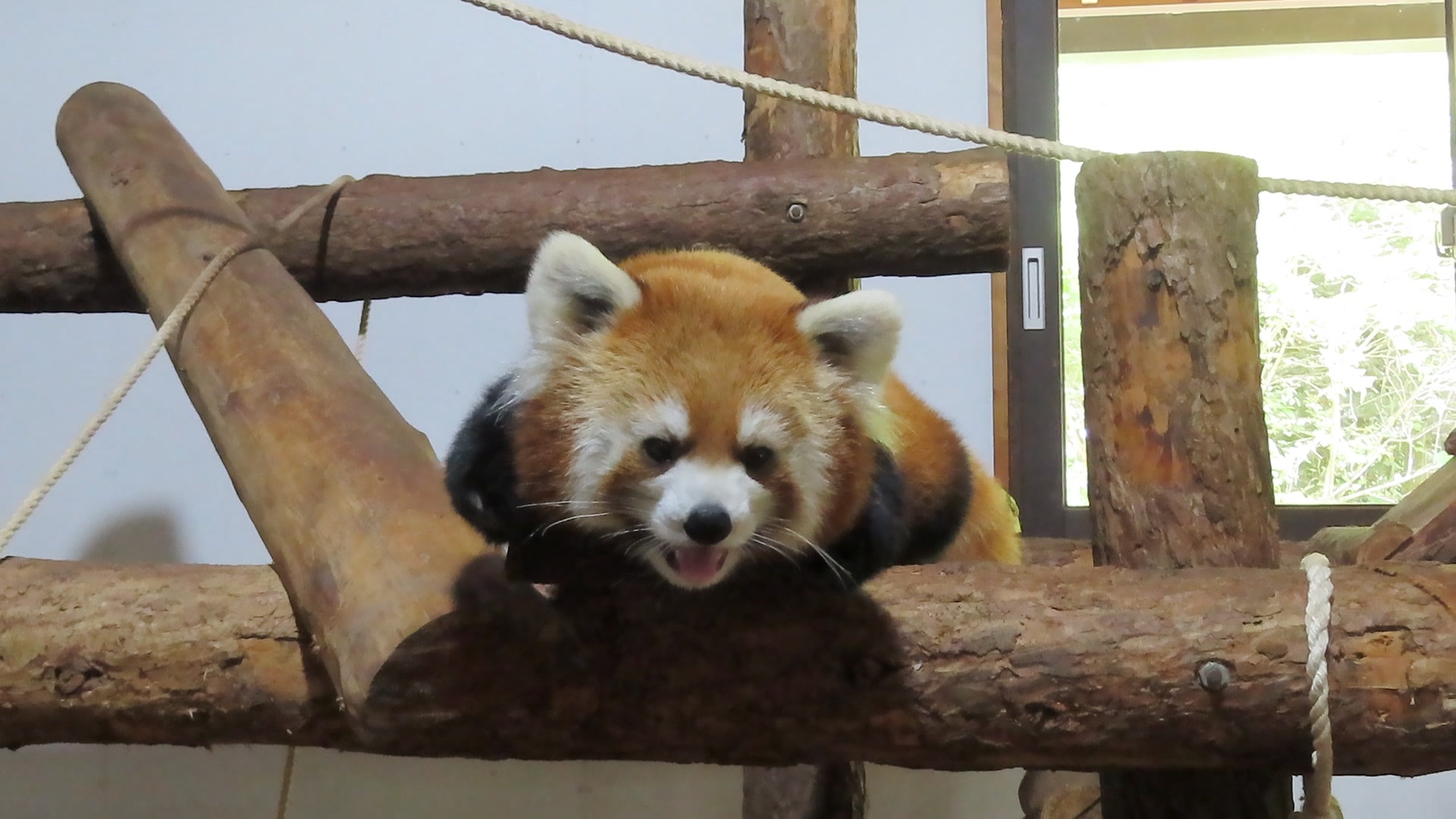 長野市茶臼山動物園 - レッサーパンダの「ムギ」と「ミルク」ですが 