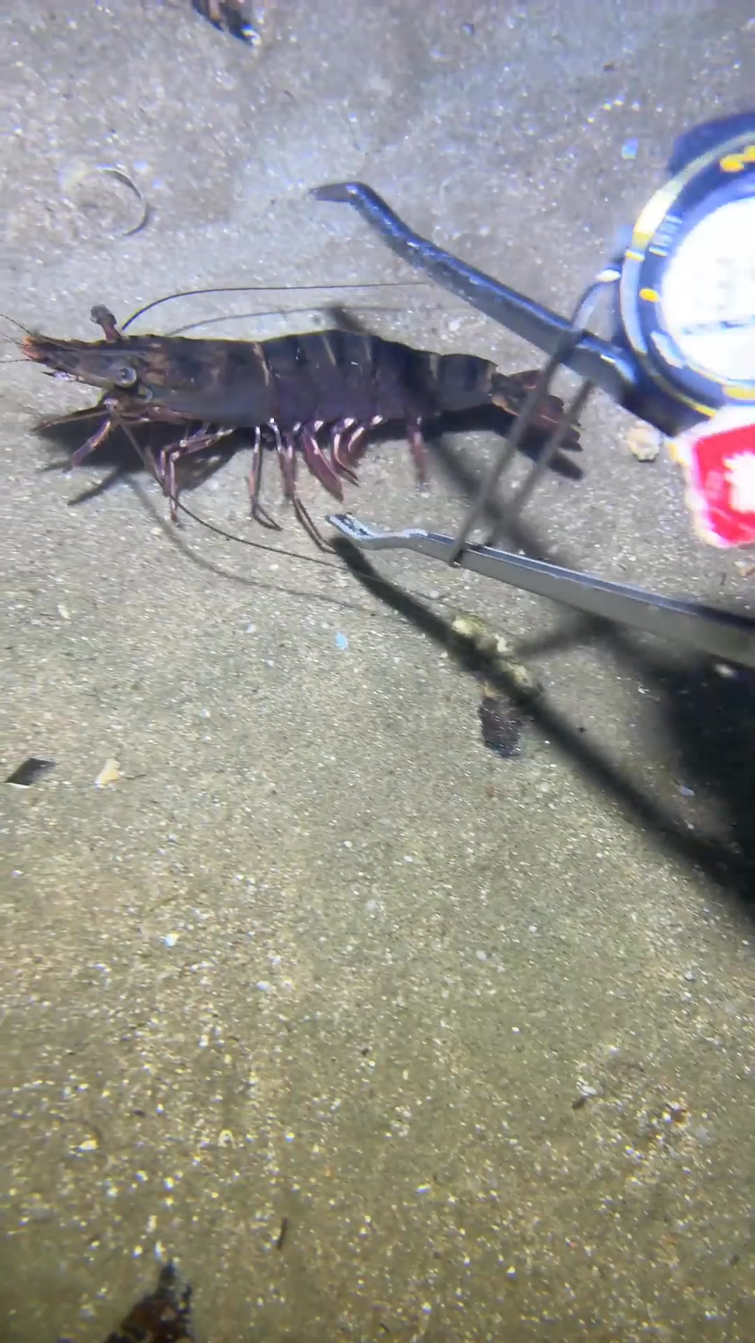 The flash #fishing #eels #deepsea #nemo #diving #lobster | Catch the ...