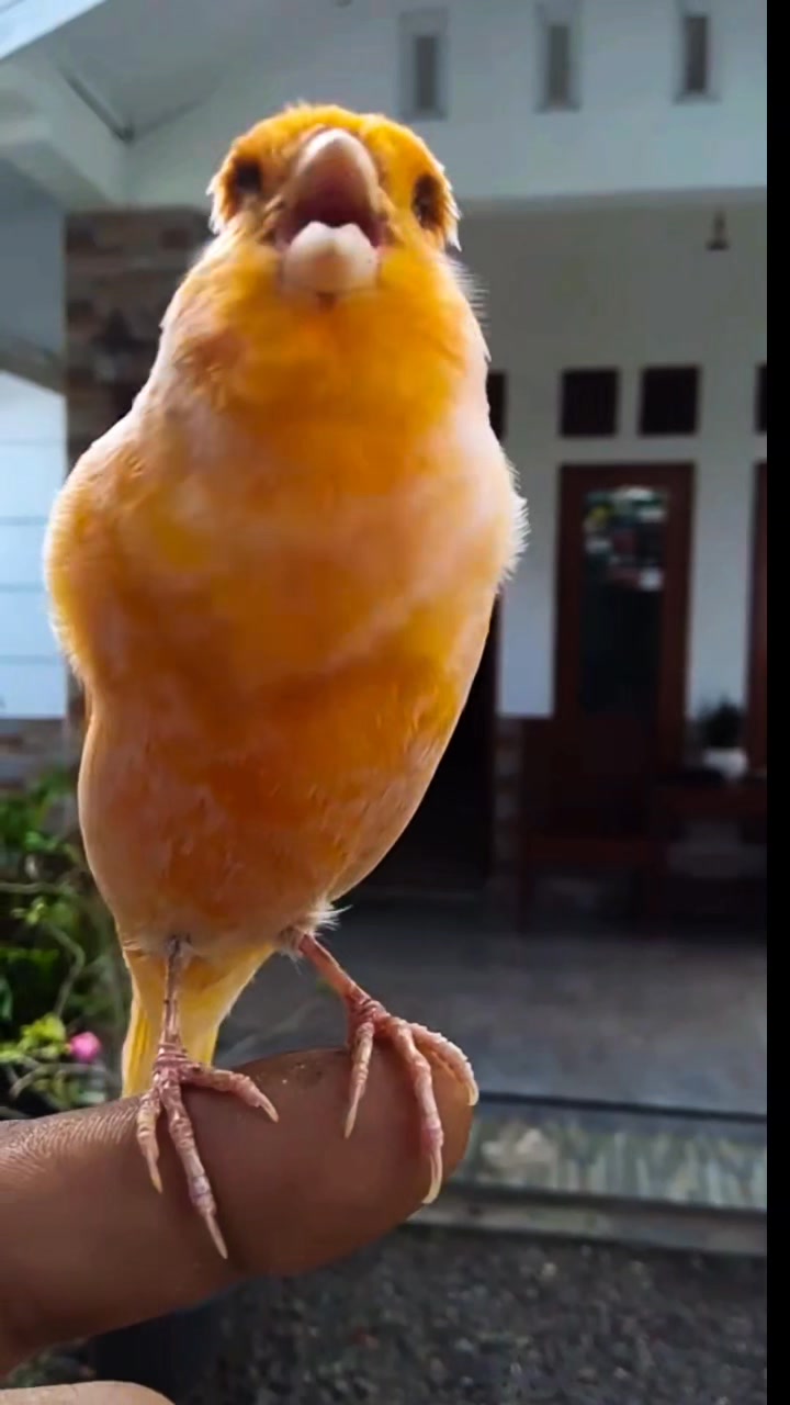 Photo inspiration: Fresh Look at Canary Bird Singing Canarybirds Canary Canarybird Birds