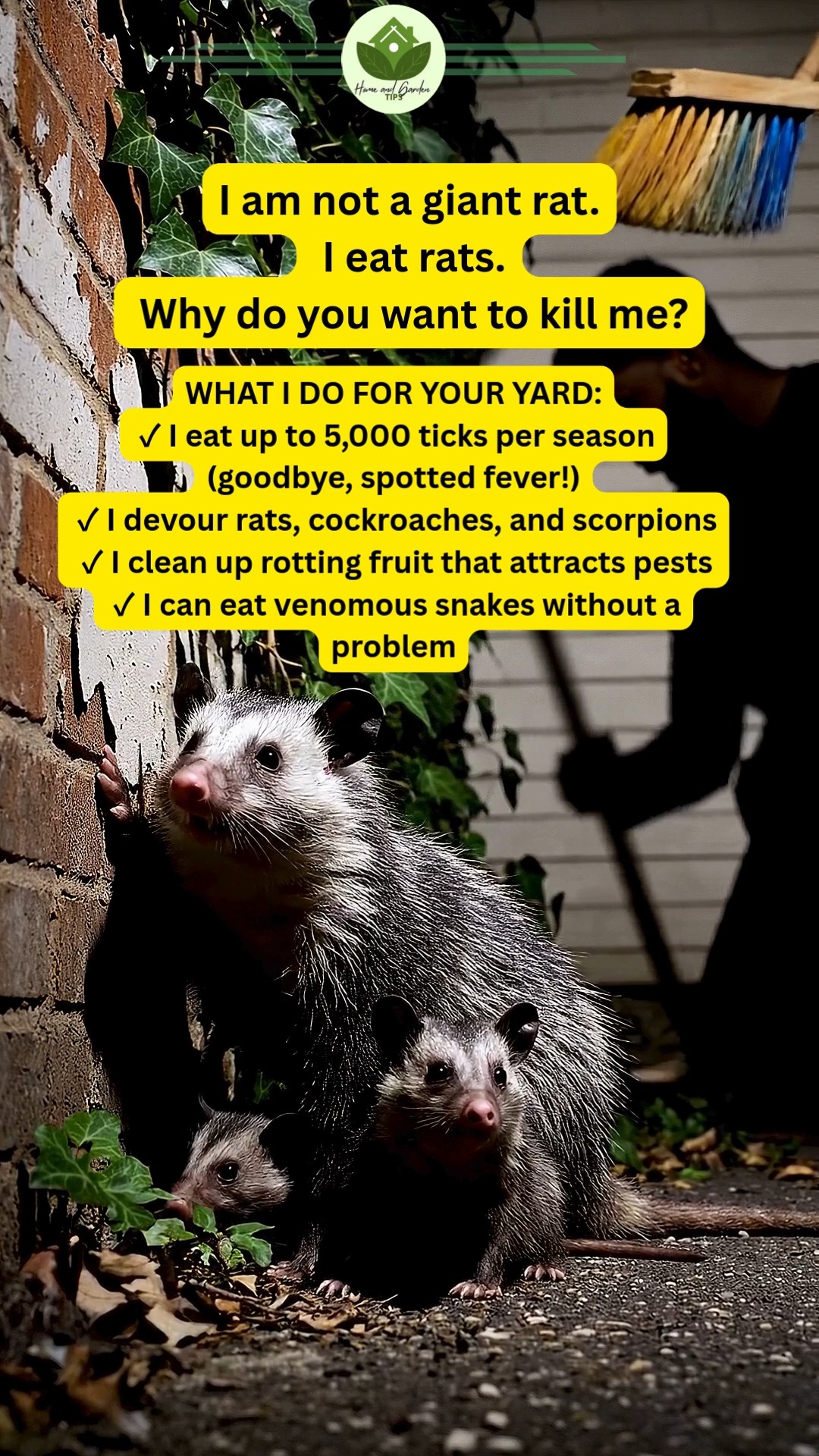 WHAT I REALLY AM: I am NOT a rat — I am a marsupial, closer to a ...