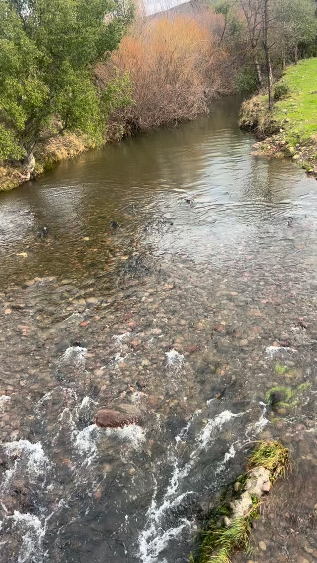 We’re still seeing King salmon spawning in Sacramento River tributaries ...