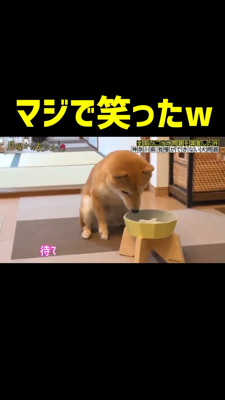 月曜 から 夜ふかし 神 回