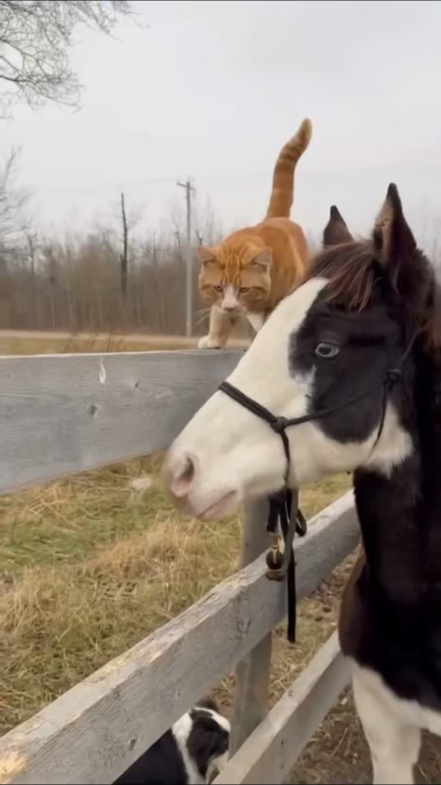 Horse and Cat 🤣🤣 #FunnyCats #CatOverreactions #HilariousCats