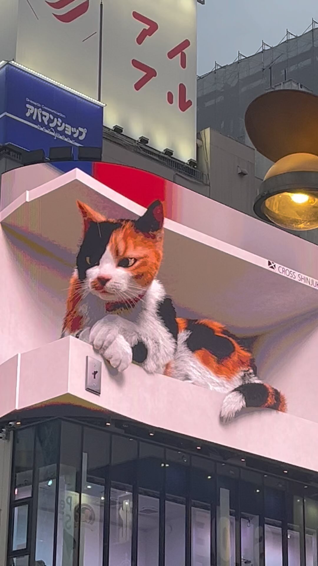 The calico cat 