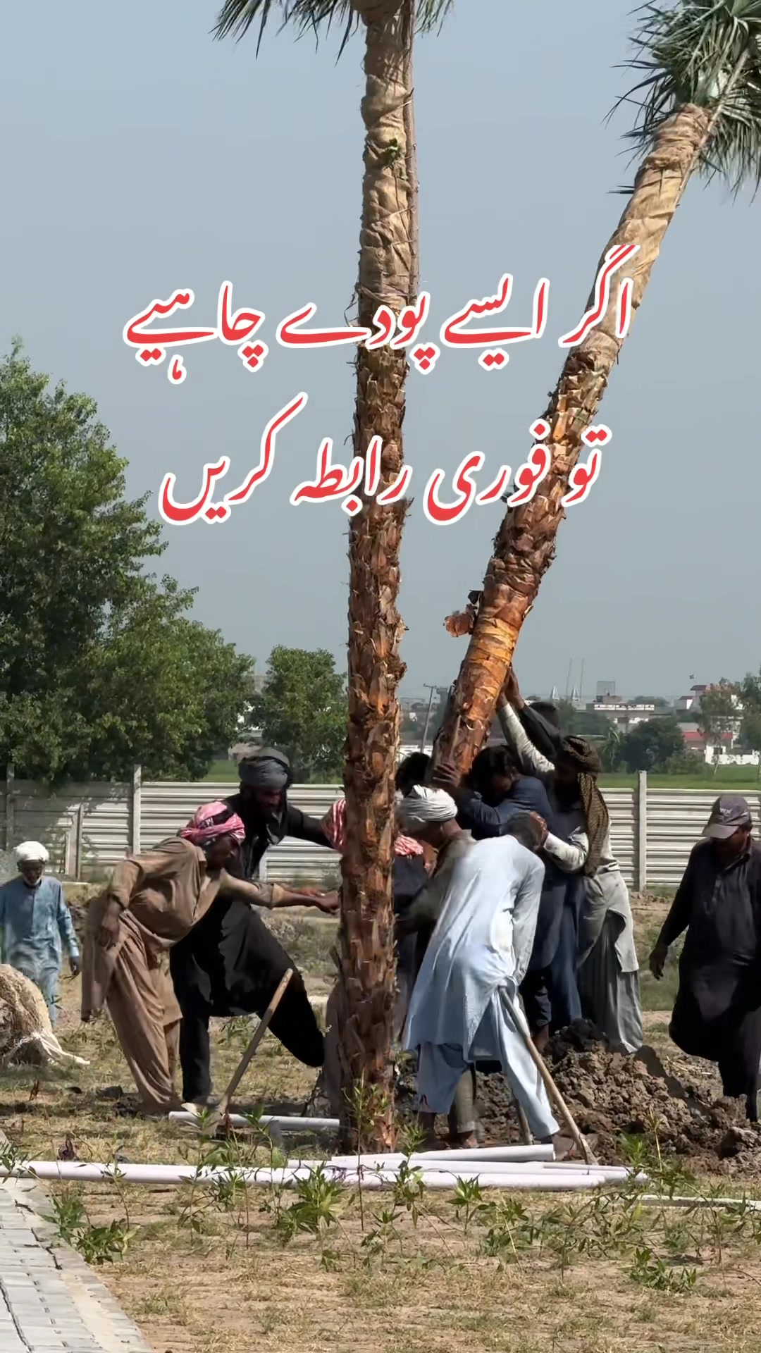 اگر ایسے پودے چاہیے تو فوری رابطہ کریں03024597437. #plantsgub # ...