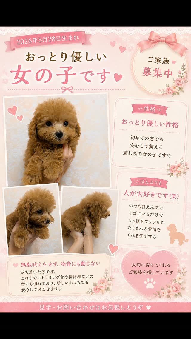 トイプードルはうす。もも (@toypoodlehouse.momo) • Facebook