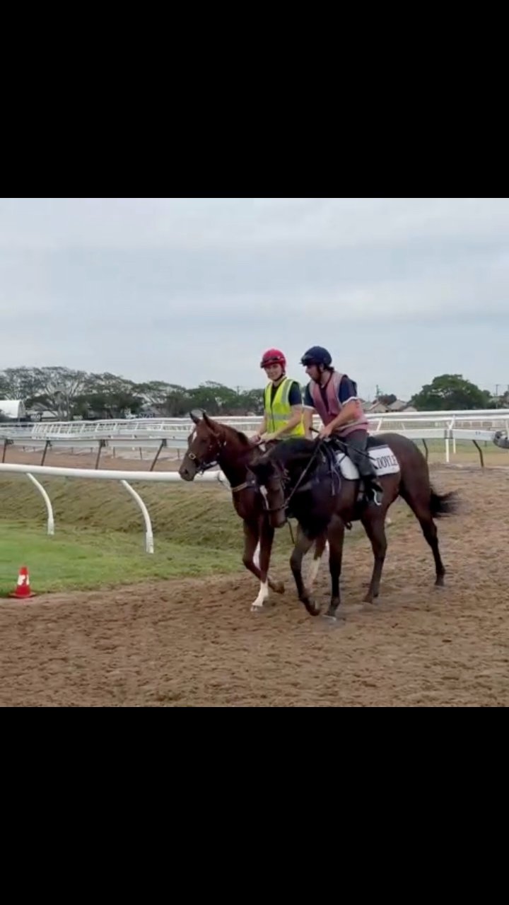 First yearlings get a look around Newcastle racecourse! #HomeAffairs # ...