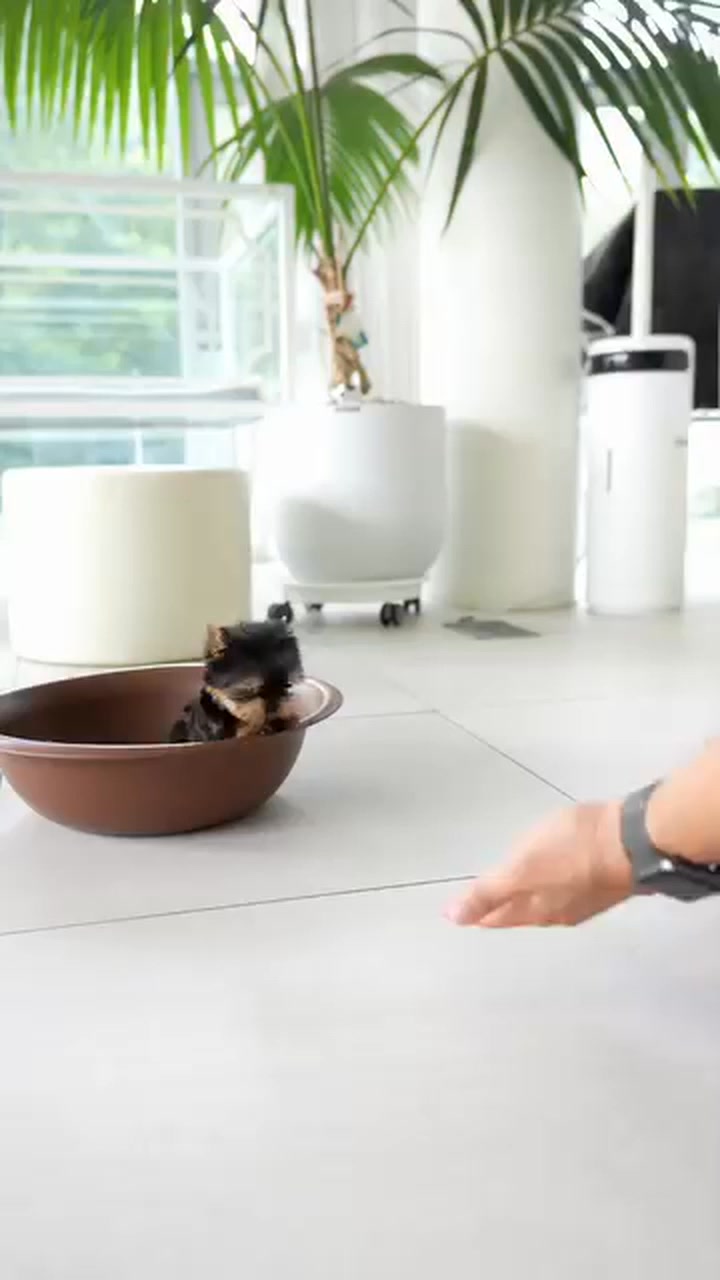 Run, Run little micro Yorkie! Run into my hands 🥰🥰 | I Love My Yorkies ...