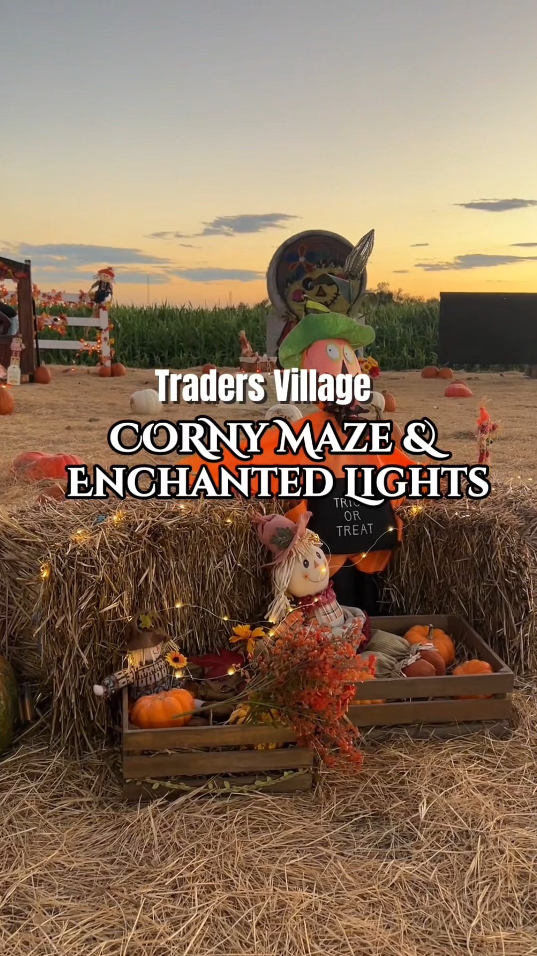 Traders Village Corn Maze and Halloween Light Show in San Antonio