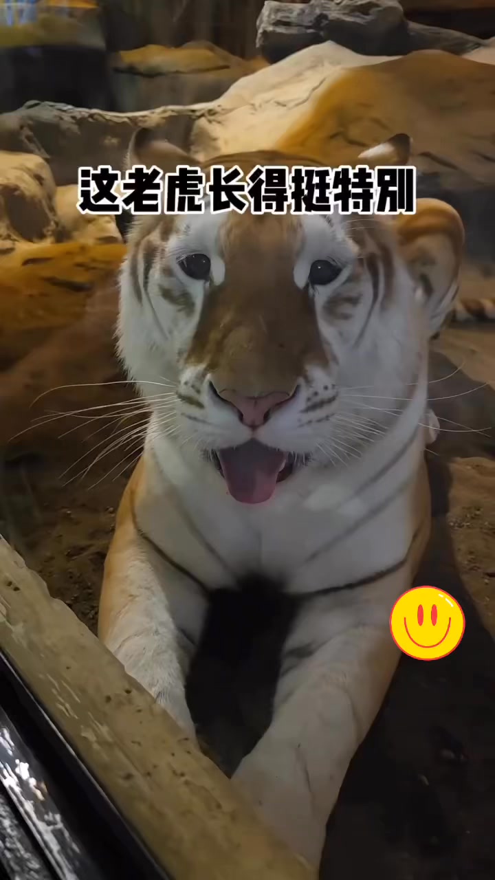不敢长的太凶，怕挨揍 #搞笑配音[话题]# #搞笑视频 #搞笑 #funnyreels #funnyvideos #funny | 天天笑一笑 ...