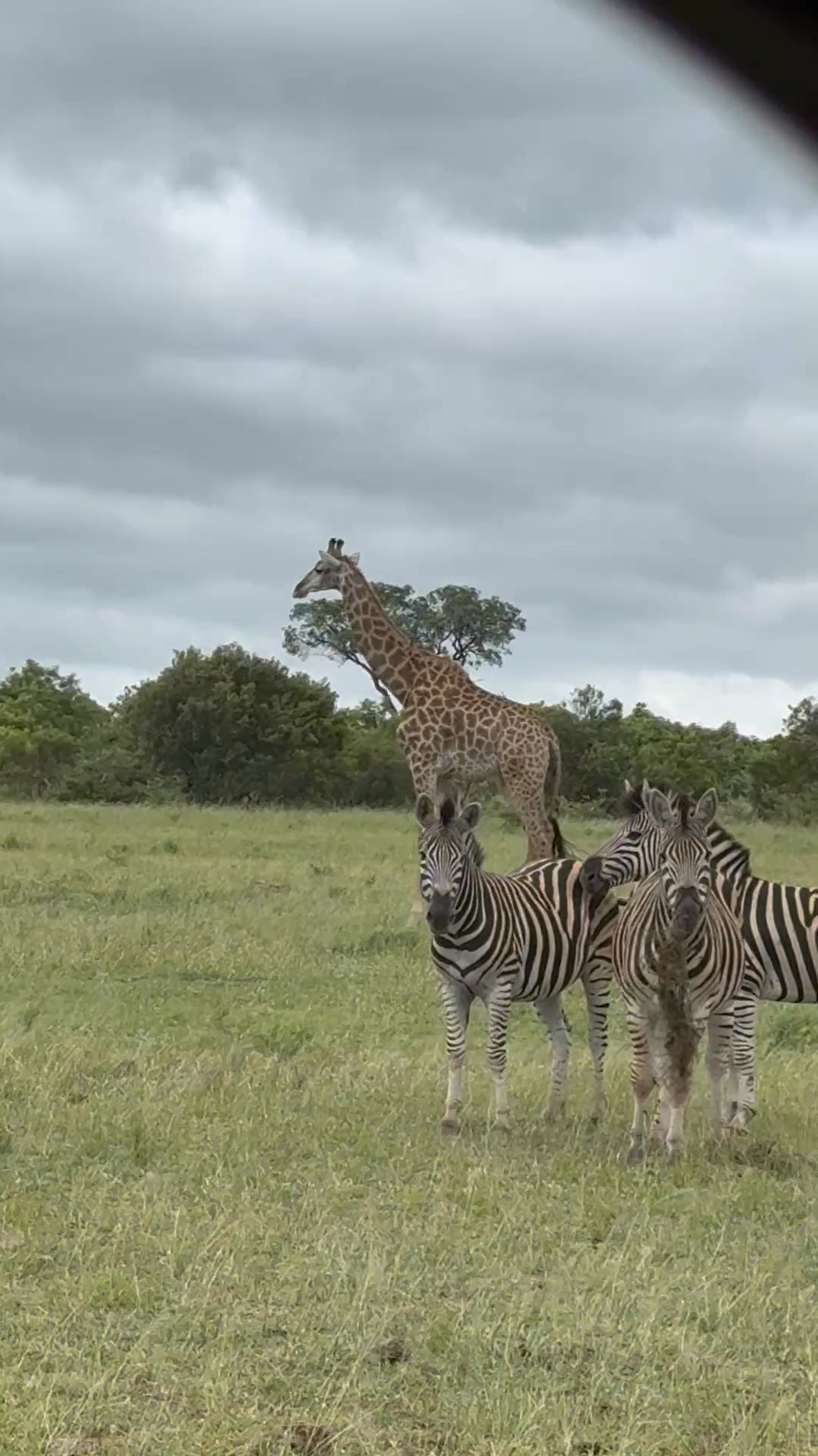 Zebra 🦓 and Giraffe 🦒 #wildlife #zebra #giraffe | Wildest Kruger