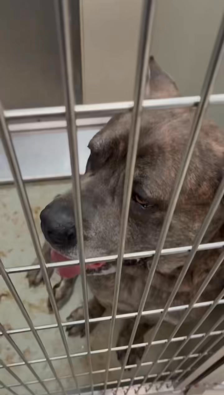 ⏰🚨 PAST DEADLINE, EUTH PENDING!! WICHITA KS ANIMAL SHELTER 🚨⏰ Where are ...