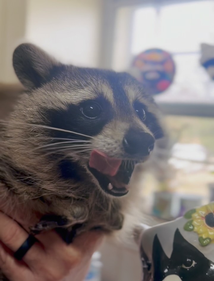Ever seen a raccoon drink water from a raccoon mug? 🦝 *we are a legally ...
