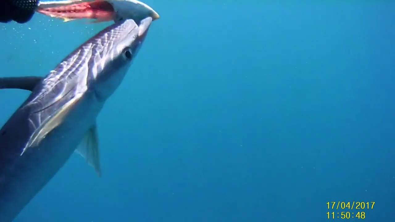 Kaki Tular Ikan Tapak Kasut Remora Facebook