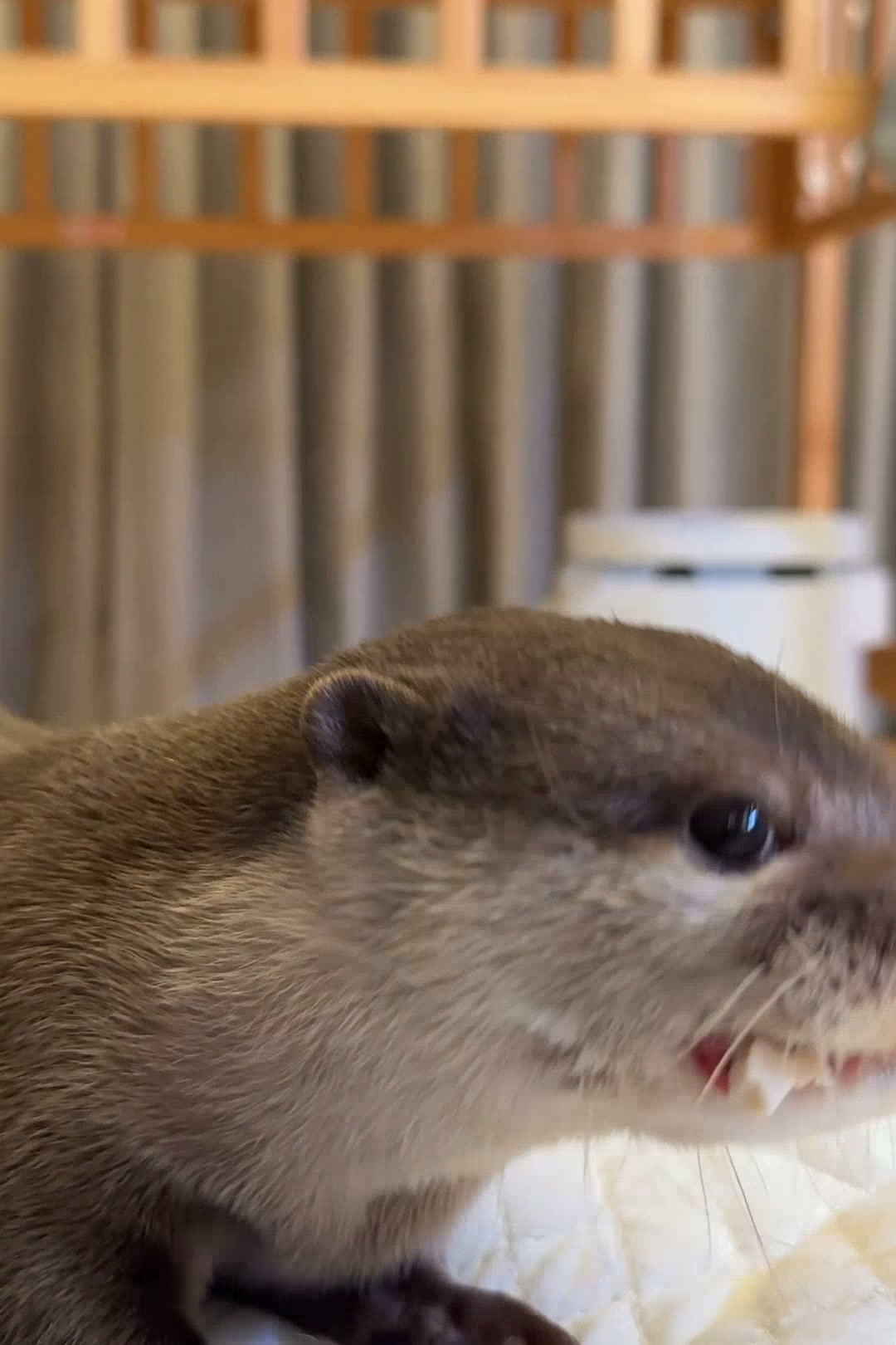 にゃむにゃむカワウソ再来！喋るカワウソ！ The Talking Otter Is Back