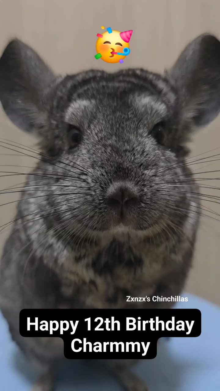Zxnzx's Chinchillas (@zxnzxchinchillas) • Facebook