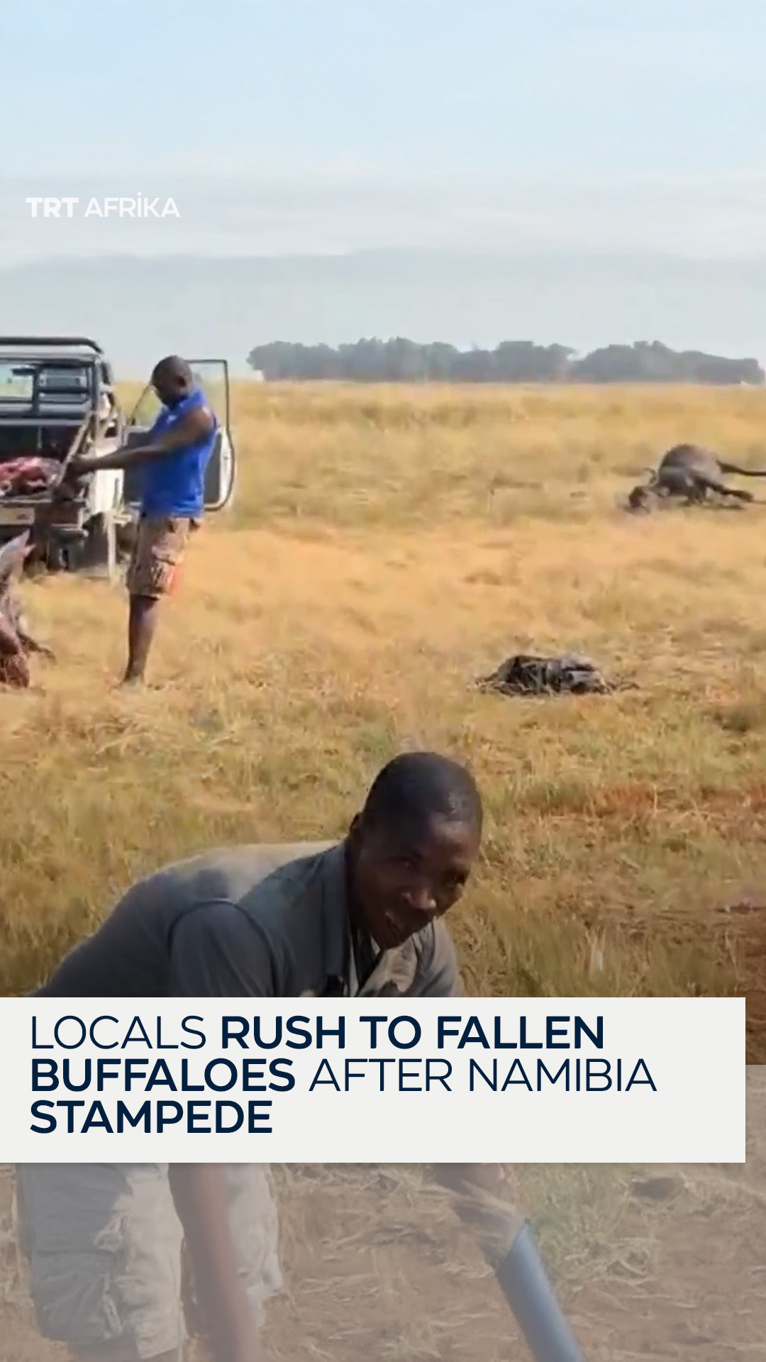 Footage captures locals rushing to fallen buffaloes for meat in Namibia ...