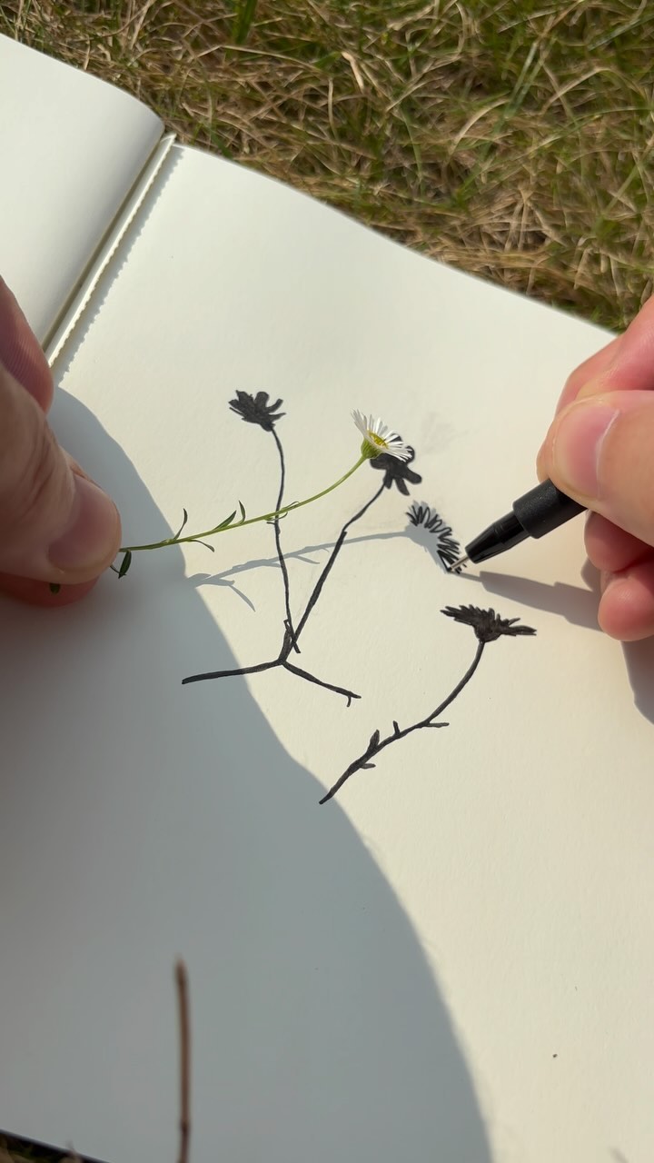 Making the most of the late August sun with some plant shadow drawing ...