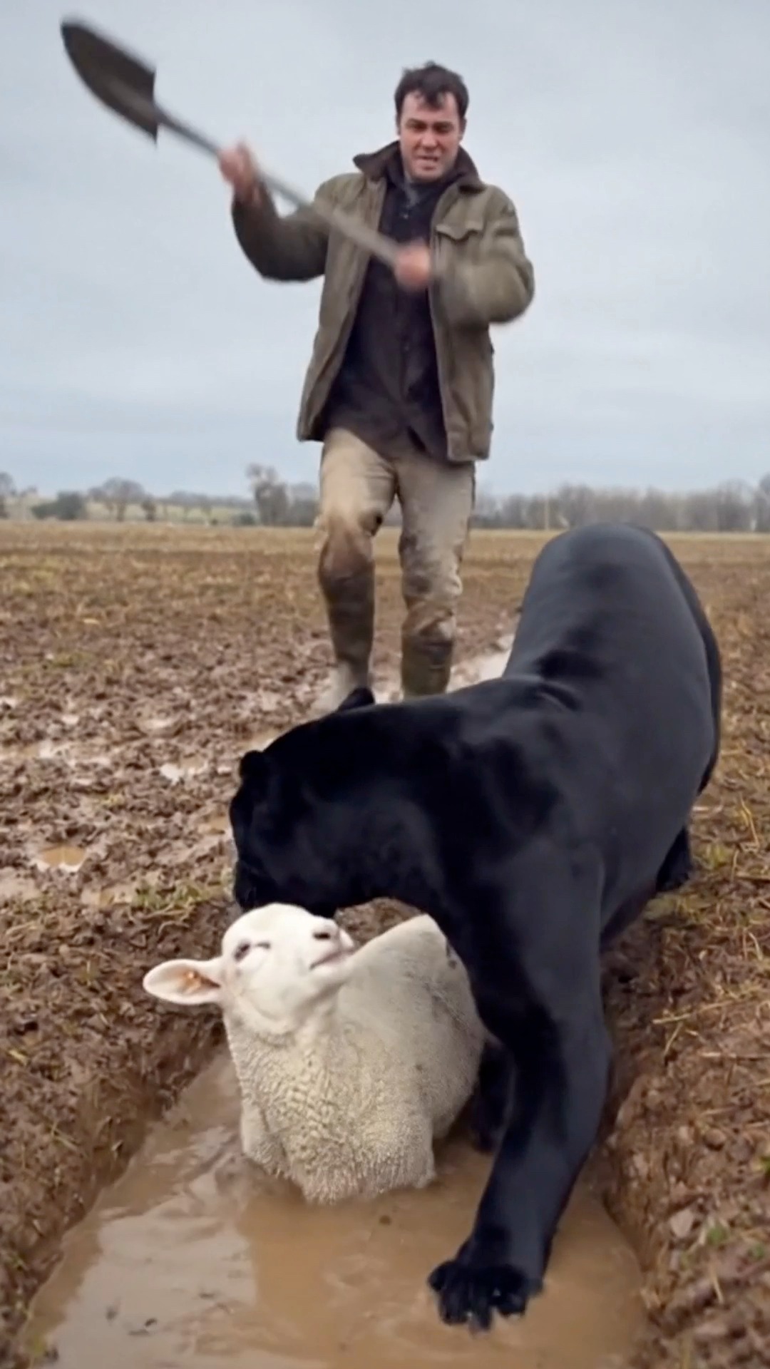 A brave farmer used nothing but a shovel to save a lamb from a black ...