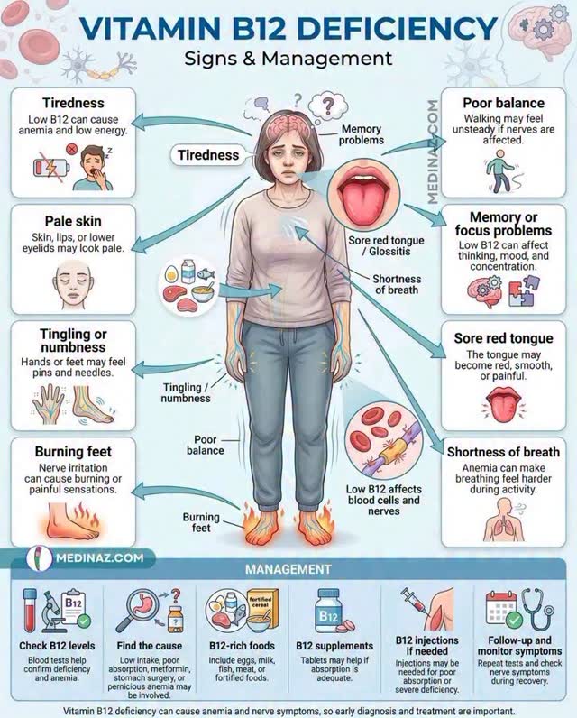 🟣 Vitamin B12 Deficiency: Signs & Management, ➟ Vitamin B12 is important for blood and nerves, → It helps make healthy red blood cells., → It also supports nerve function, brain health, and energy 