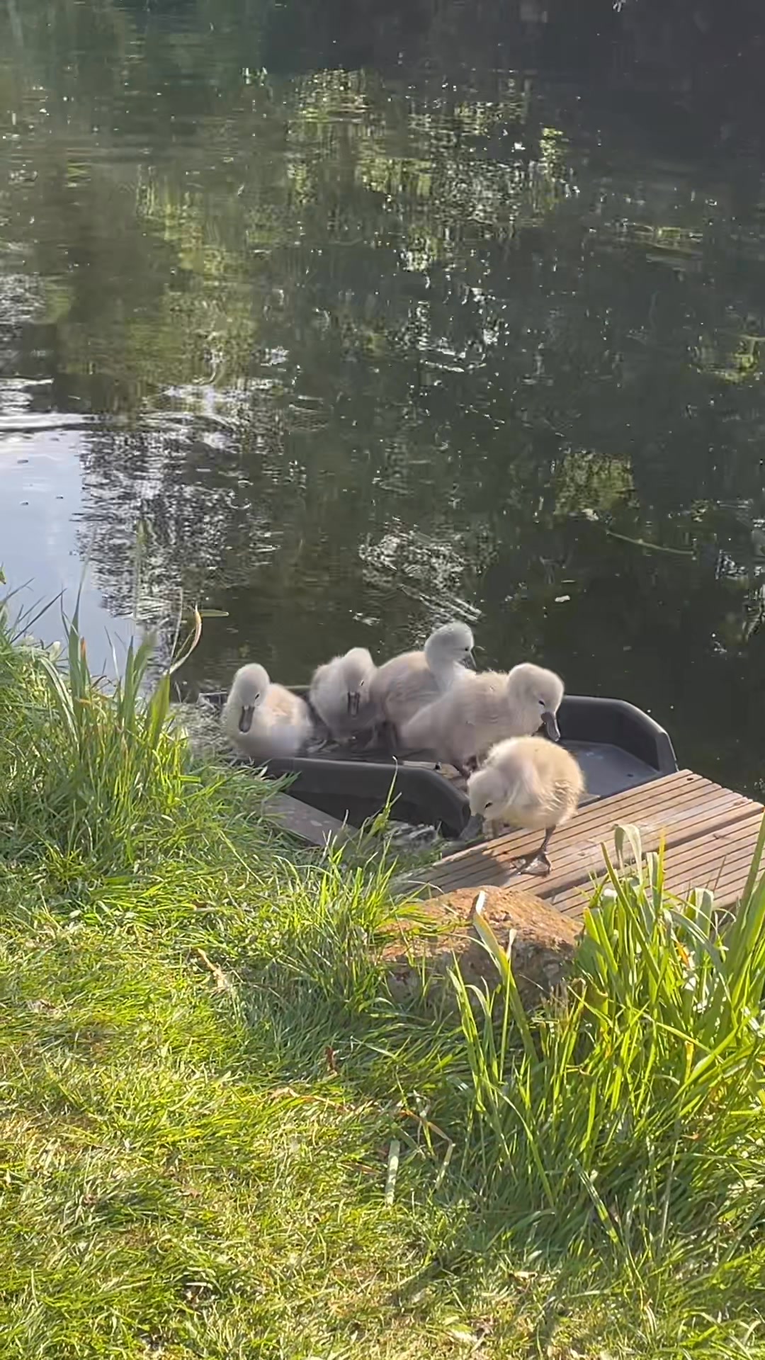 Up the cygnet ramp they come. | Charlotte Bezzant Jewellery | Facebook