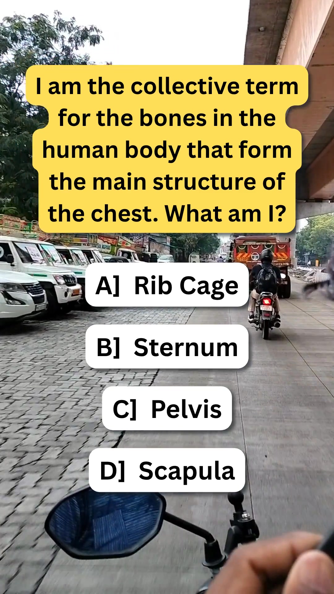 I am the collective term for the bones in the human body that form the ...