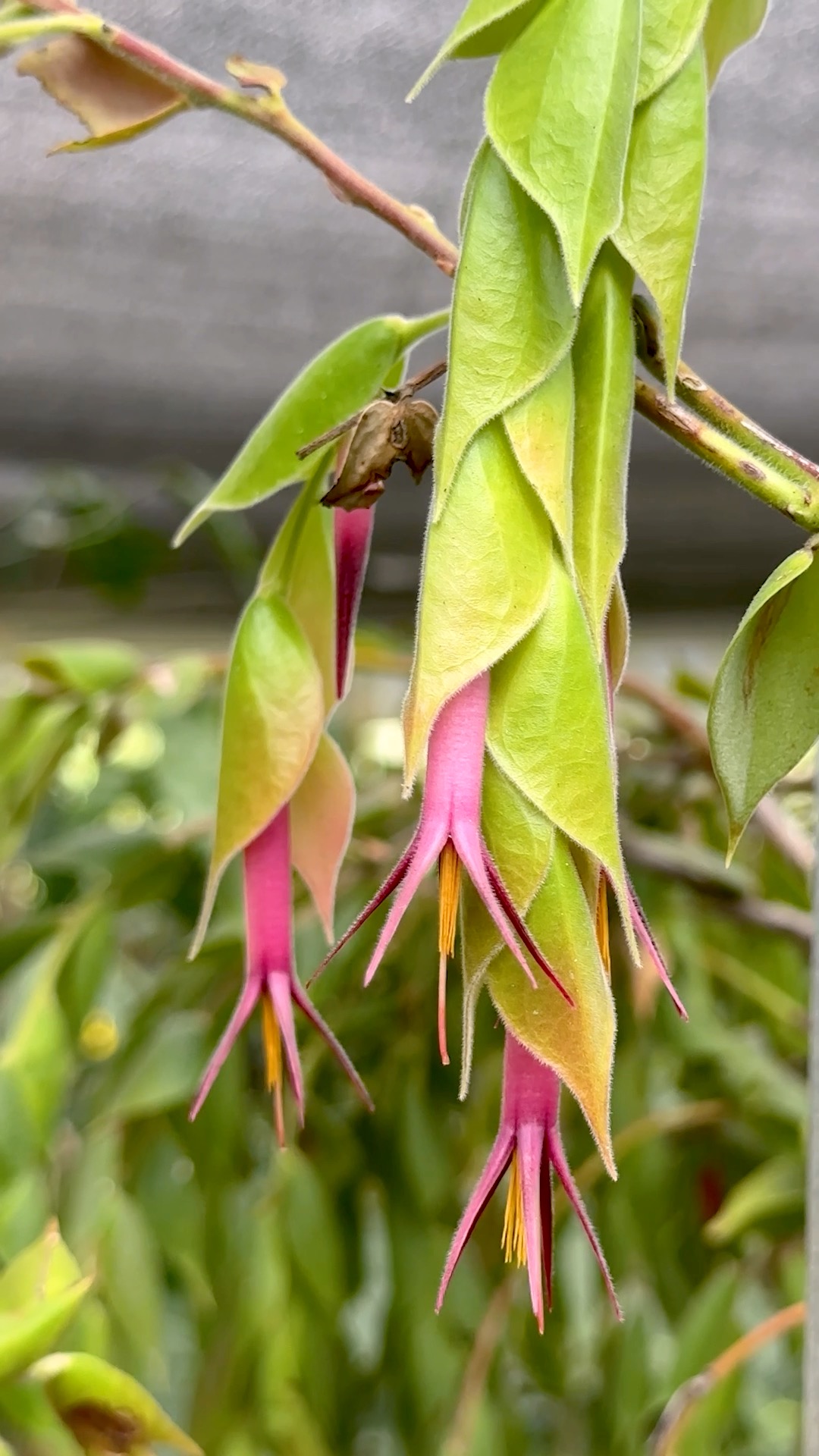 Ceratostema loucianae is one of those plants that keeps getting
