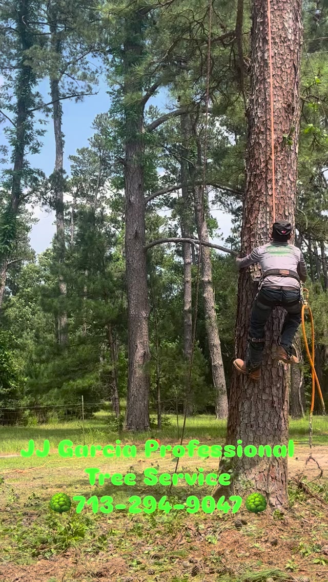 #treepros #jjgarciatreeservice starting a new day, going up with all ...