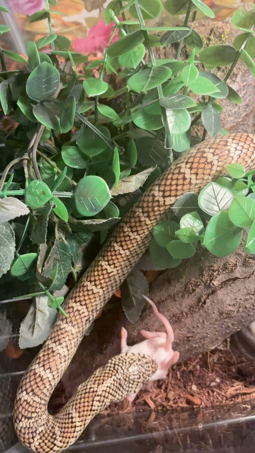 Photo inspiration: Visual Reference: Feeding My Brooks King Snake E S Feeds Fins