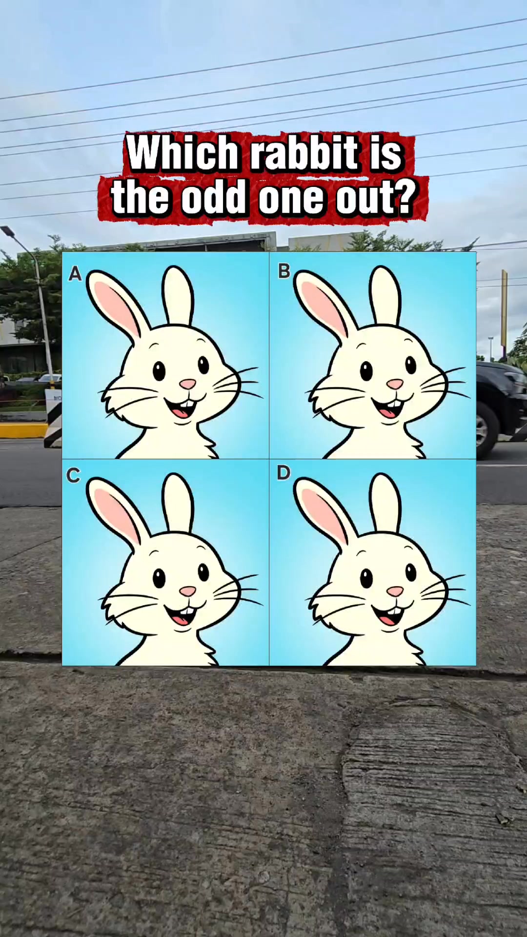 Find the Odd Bunny! These four adorable rabbits seem just alike — but ...